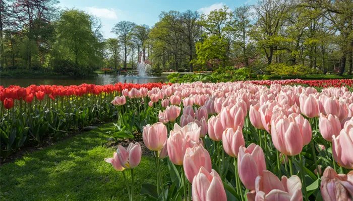 郁金香是哪个国家的国花 郁金花是哪个国家的国花