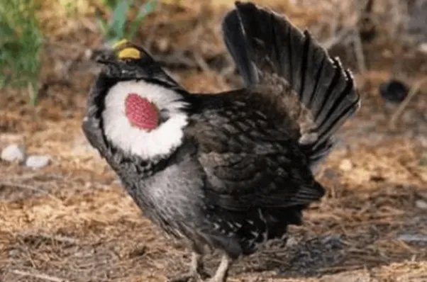 十大灭绝动物，第一被称为北极企鹅，北美白狼上榜