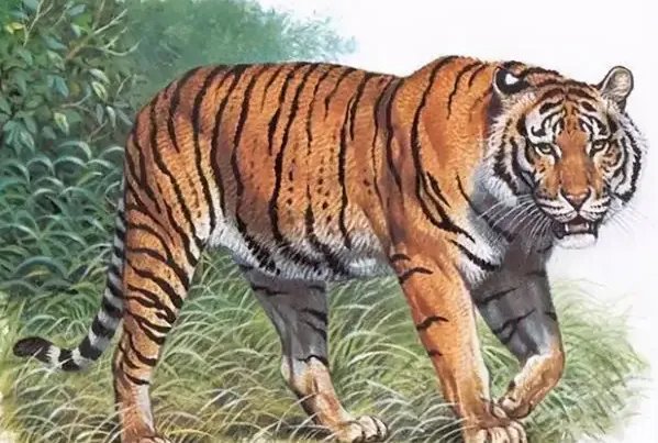 十大灭绝动物，第一被称为北极企鹅，北美白狼上榜