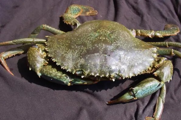 世界上最大的螃蟹排名 帝王蟹仅第三，第一体长可达3米