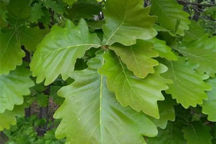 柞树叶图片