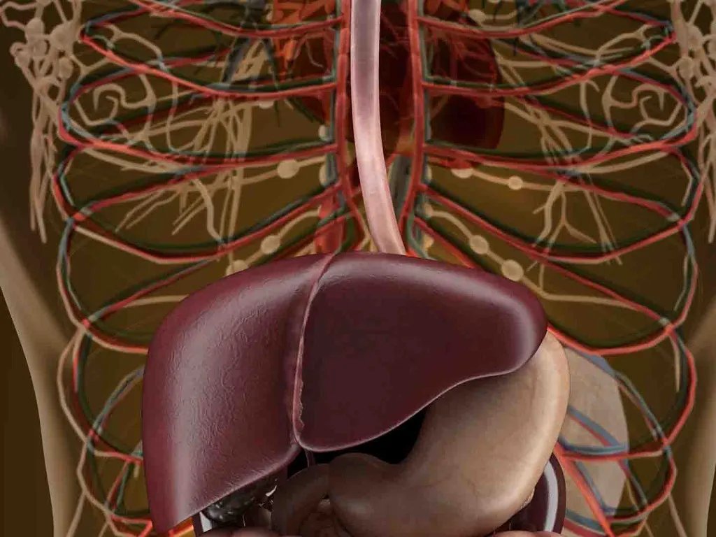 肝硬化的症状及表现有哪些