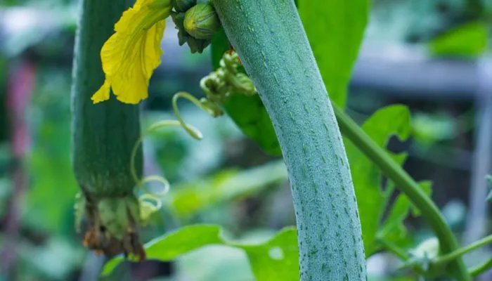 入伏是怎么算的从哪一天开始 哪天入伏是怎么计算的