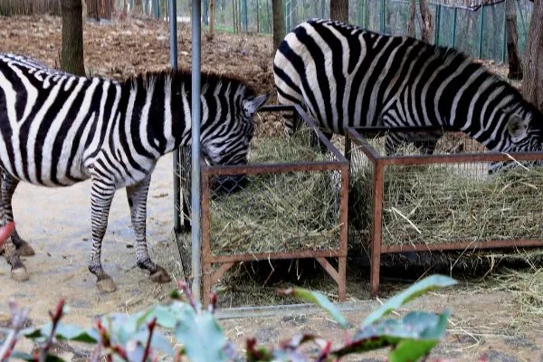 合肥有什么好玩的?