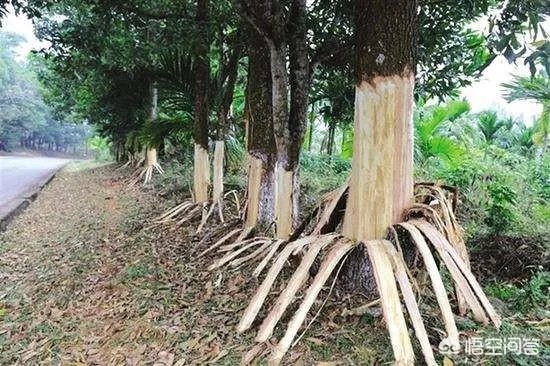 海南定安162棵树遭剥皮，为什么会有人偷树皮？
