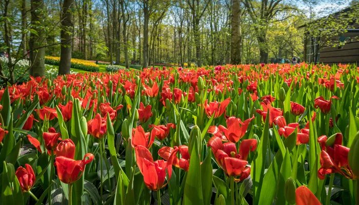 郁金香是哪个国家的国花 郁金花是哪个国家的国花