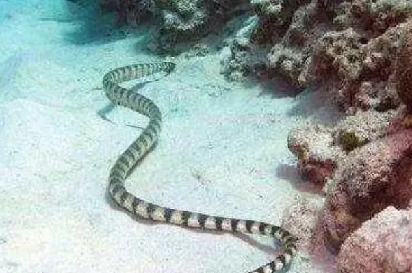 世界十大毒蛇，细鳞太攀蛇排第一，第十是蛇类煞星