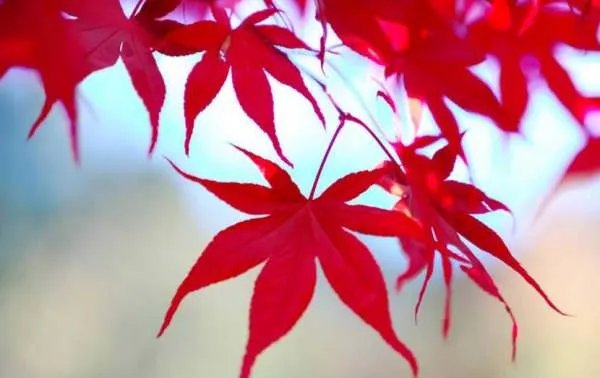 各种树叶图片及名称