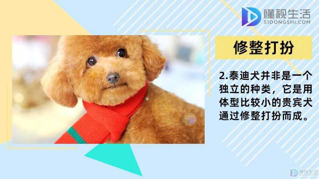 泰迪和贵宾犬的区别