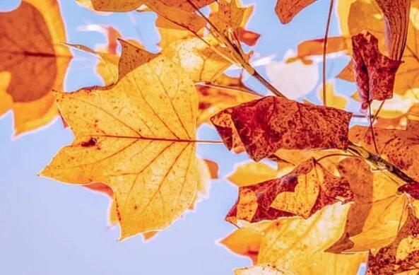 关于立秋最著名的古诗 立秋经典有名的诗句精选