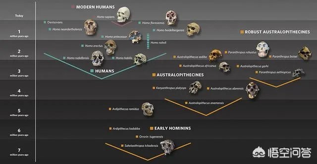 爪哇人是世界上最早的人类吗?有什么记载吗?