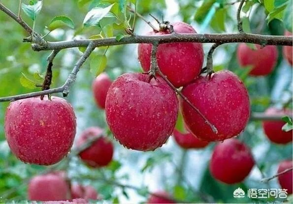 沈巍流浪，是主动选择还是另有隐情？