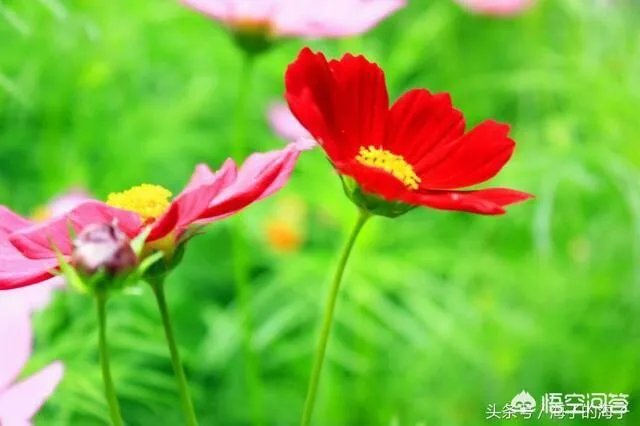 沈巍流浪，是主动选择还是另有隐情？