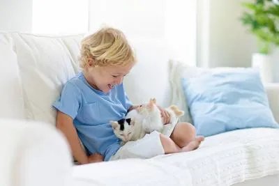 被打过疫苗的猫抓到怎么办