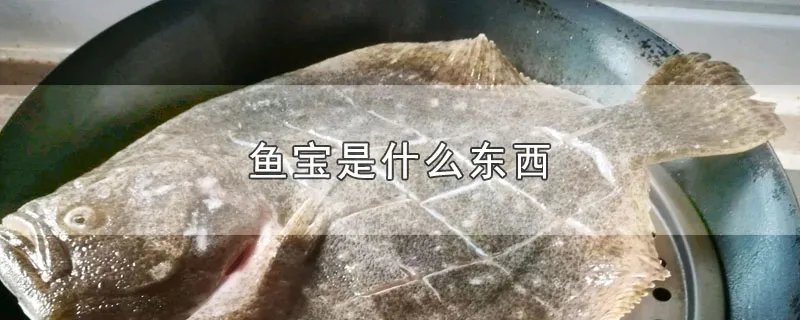 鱼宝是什么东西