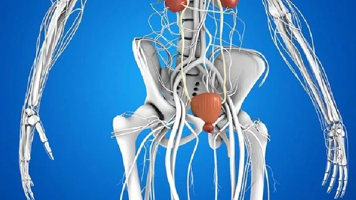 吃什么可以补肾,女人吃什么补肾最好