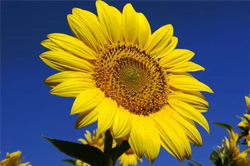 太阳花的花语大全 太阳花要怎么种