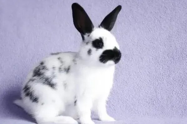 十大宠物兔品种，多种垂耳兔上榜，第一最小巧可爱