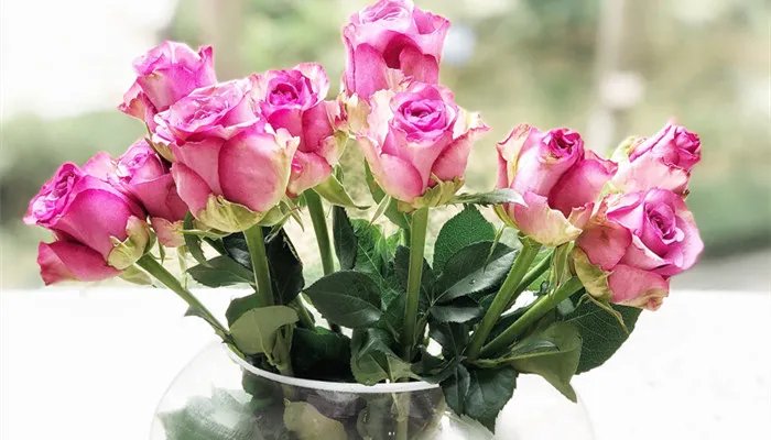 紫玫瑰的花语是什么 紫玫瑰的花语