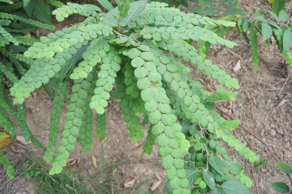 排钱草的功效与作用