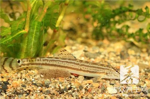 泥鳅营养价值及功效