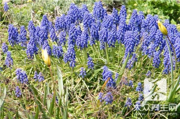  麦冬草价格多少