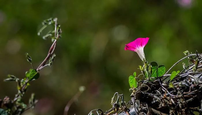 喇叭花花语 喇叭花花语是什么