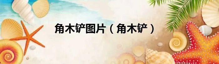 角木铲图片（角木铲）
