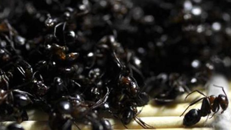 黑蚂蚁的功效与作用
