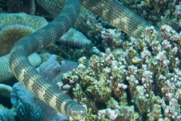 世界十大毒蛇，细鳞太攀蛇排第一，第十是蛇类煞星