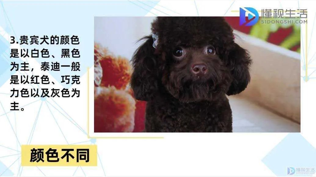 泰迪和贵宾犬的区别