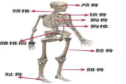 人体骨架图片