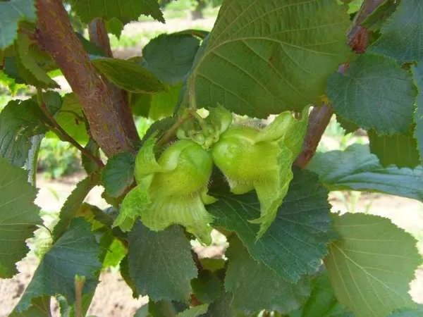 各种树叶图片及名称