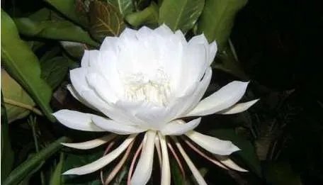 世界上最高贵神秘的花——来自的古巴幽灵兰花