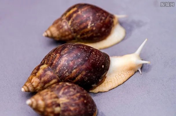 把蜗牛吃到灭绝 白玉蜗牛多少钱一斤