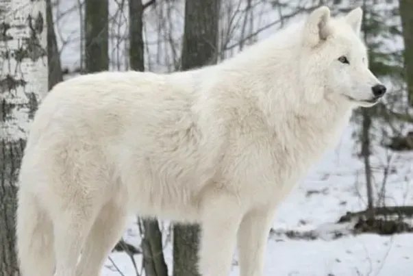 十大灭绝动物，第一被称为北极企鹅，北美白狼上榜