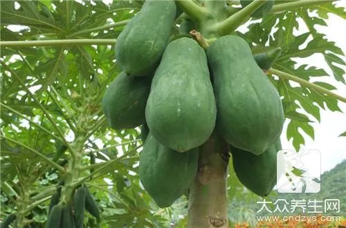 青木瓜葛根粉的功效