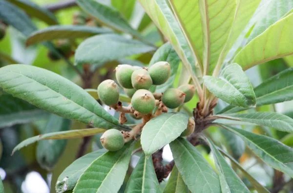 膨大剂使用过量会出现什么情况