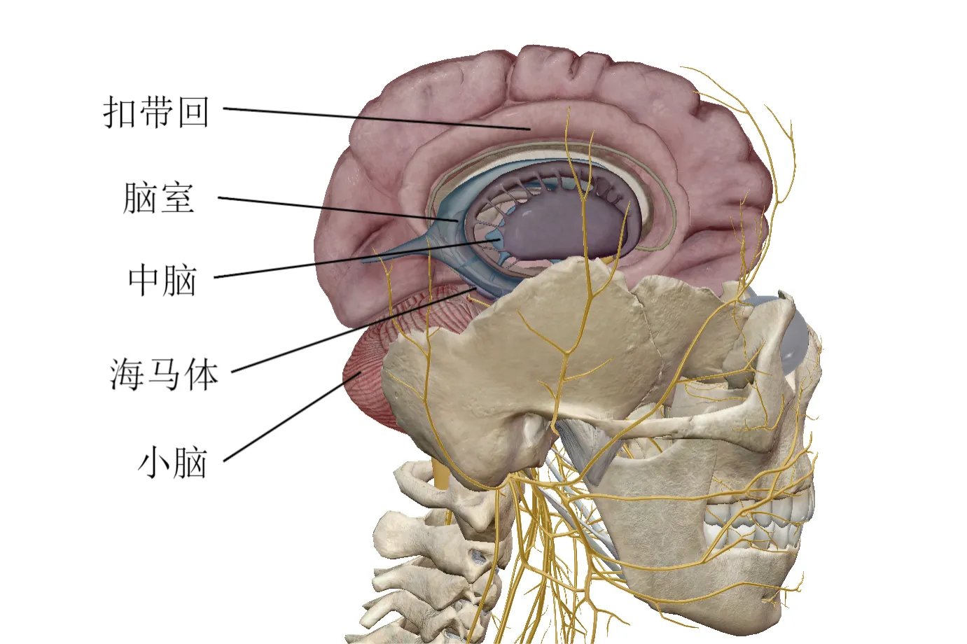 人体大脑结构图及功能