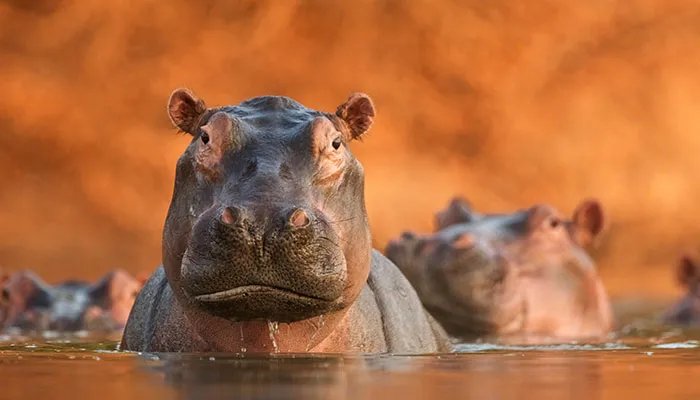 河马吃什么 河马吃什么食物