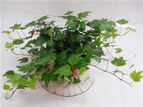 室内花卉图片大全 常见的室内花卉有哪些