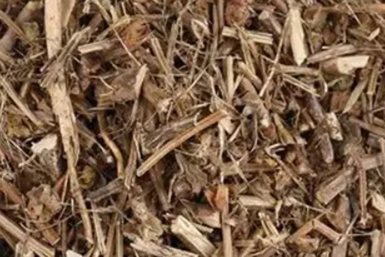 血见愁草药图片与功效