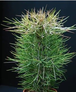 世界十大最奇特的树