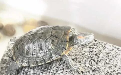 小乌龟二年级作文