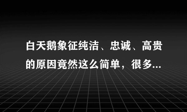 白天鹅象征纯洁、忠诚、高贵的原因竟然这么简单，很多人都不知道