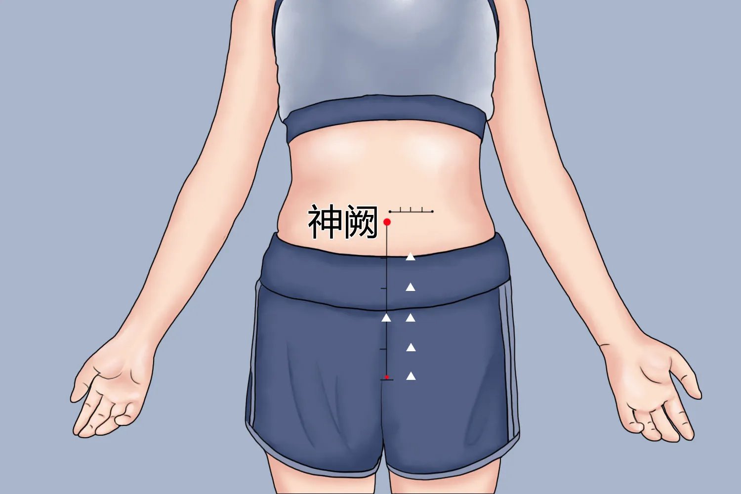 三伏贴脾胃贴敷部位图