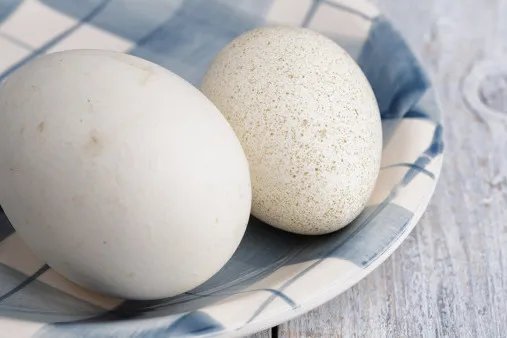 鸭蛋的功效与作用