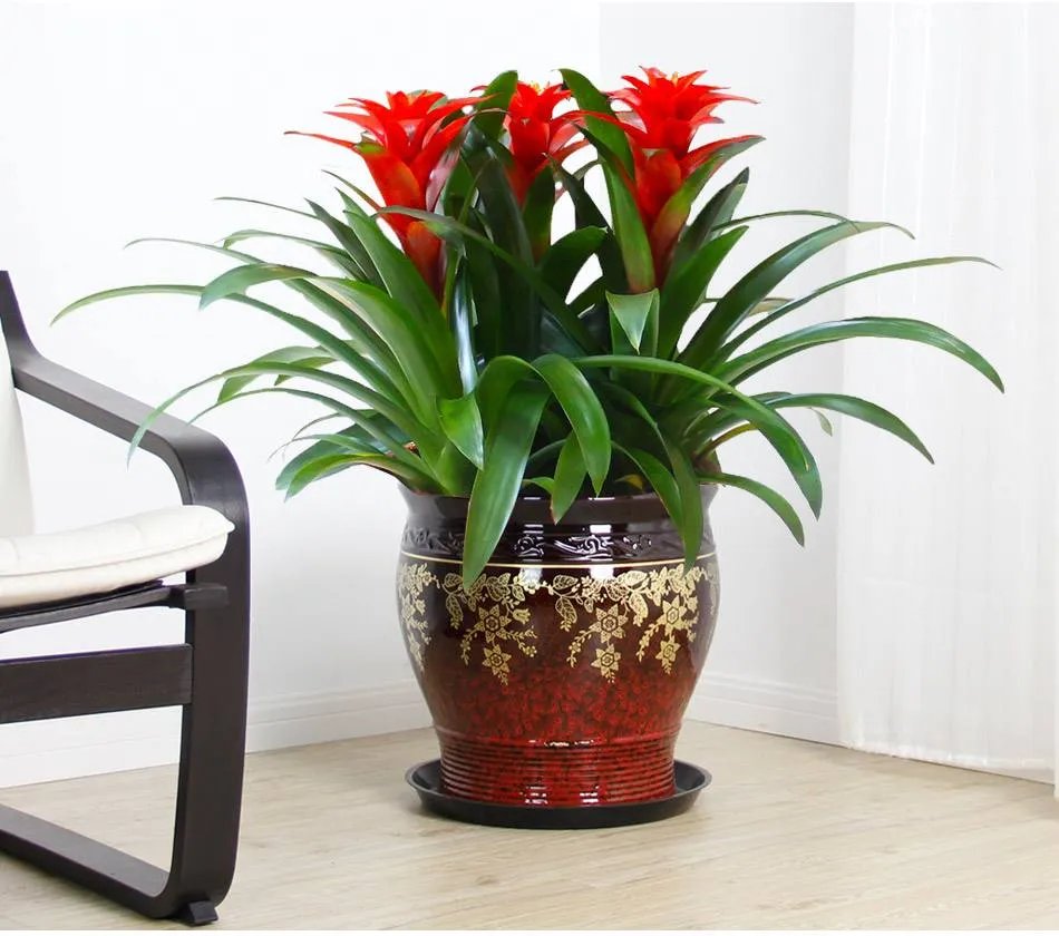 客厅放什么花风水好 客厅植物摆放风水禁忌