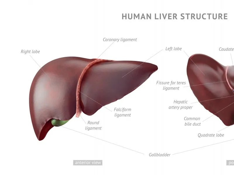 乙肝表面抗体阴性