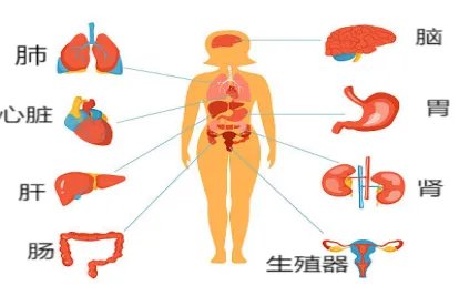 人体内脏器官位置图女性